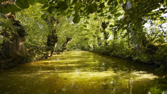 Rivière Marais poitevin