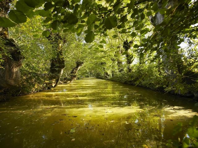 Rivière Marais poitevin