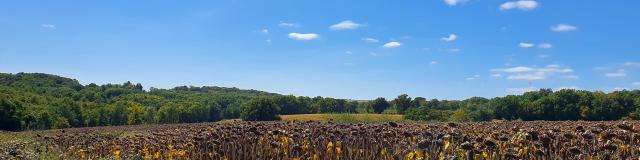 Champs de tournesol Fontenay-Vendée