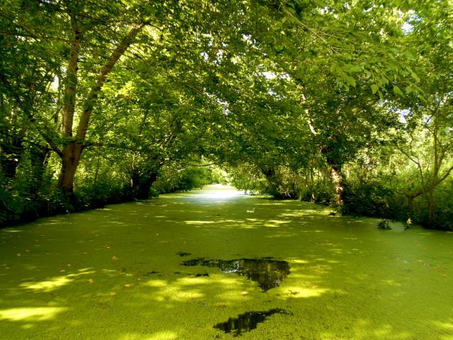 Balade en barque Marais poitevin