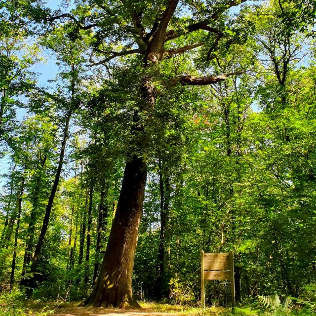 Mervent forêt Chêne à L'Ermite