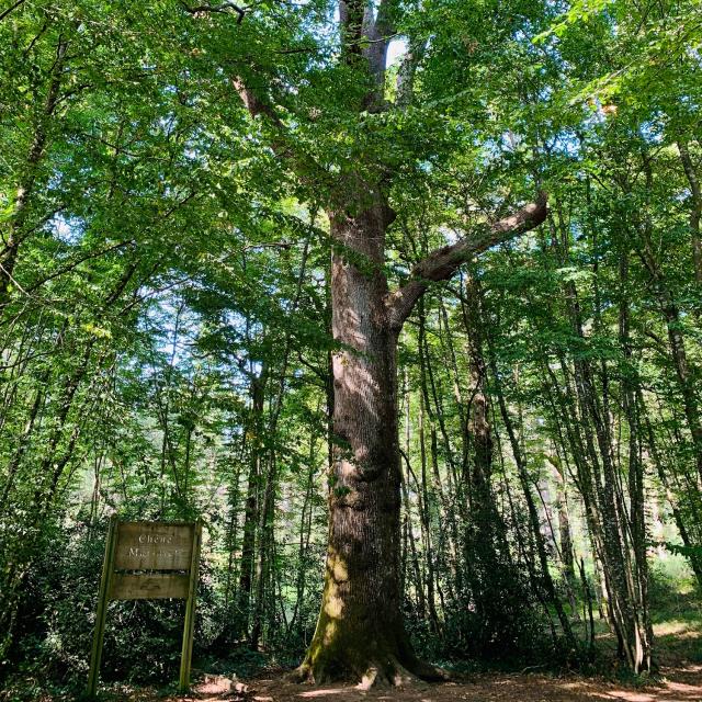 Mervent forêt Chêne Marinier