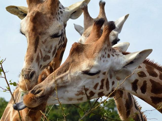 Mervent Natur Zoo