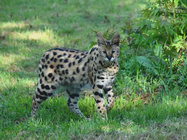 Mervent Natur Zoo