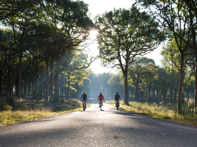 Forêt de Mervent-Vouvant piste VTT