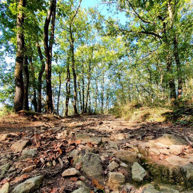 Forêt de Mervent-Vouvant sentier pédestre et VTT