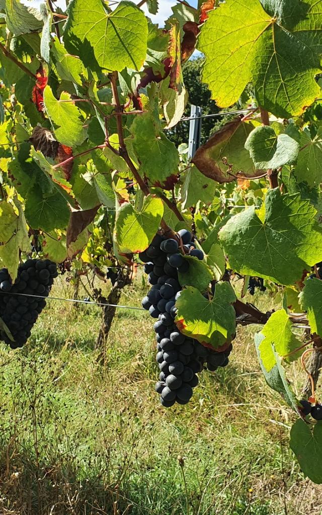 Pissotte vignes du Domaine Coirier