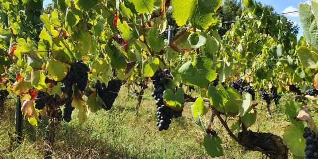 Pissotte vignes du Domaine Coirier