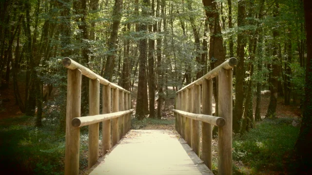 Passerelle en forêt