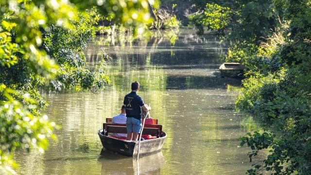 Visite du Marais poitevin en barque avec batelier en pleine Venise Verte